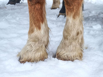 Horse hoof in the snow in the winter paddock. deep marks of horse hoofs.