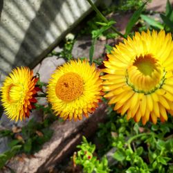 Close-up of sunflowers blooming outdoors