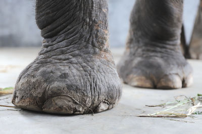 Close-up of elephant