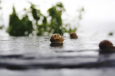 Close-up of snail on leaf