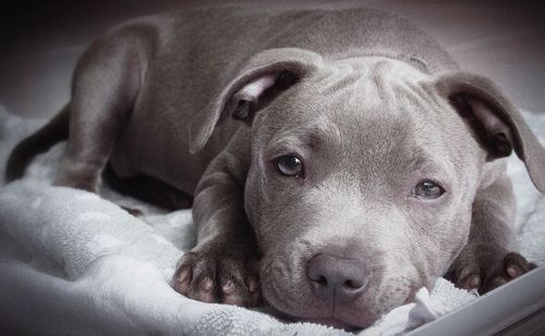 Close-up of dog resting