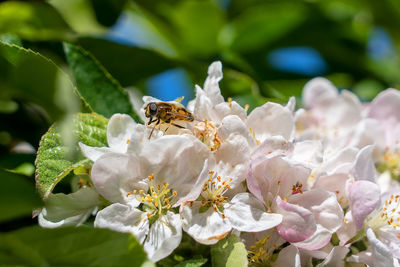 Close-up of bee pollinating on flower