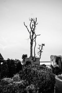 Bare tree on field against sky