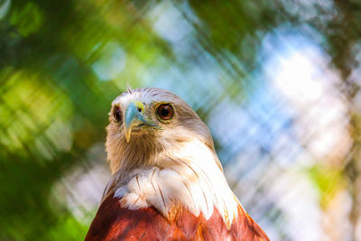 Close-up of a bird