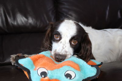 Close-up portrait of dog relaxing on sofa at home