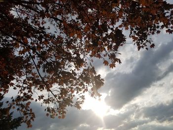 Low angle view of trees against sky during autumn