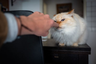 Cropped hand touching cat on table at home