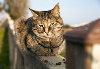 Close-up portrait of tabby cat