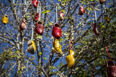 Close-up of fruits growing on tree