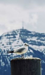 Seagull perching on wooden post