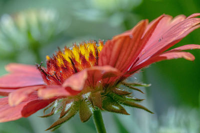 Close-up of  gaillardia flower 