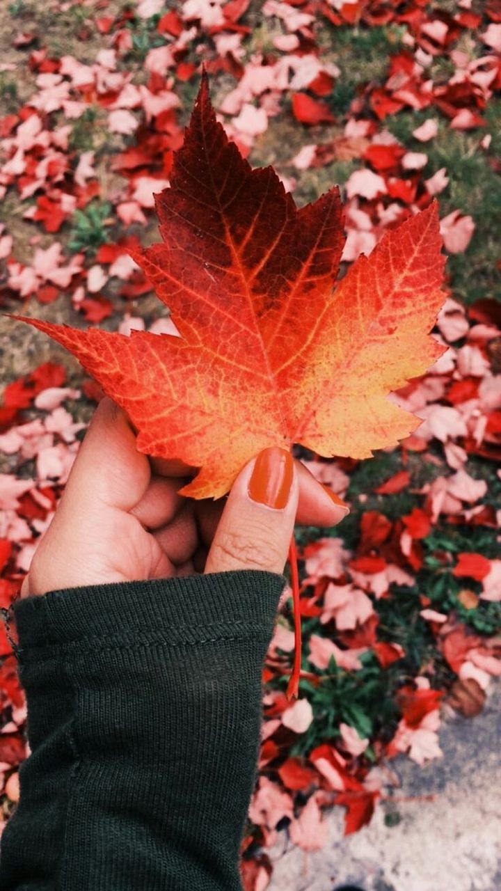 human hand, hand, human body part, autumn, leaf, plant part, one person, holding, body part, maple leaf, change, close-up, nature, personal perspective, finger, red, real people, human finger, plant, outdoors, leaves, autumn collection