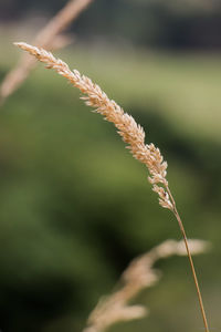 Close-up of stalk against blurred background