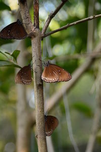 Close-up of butterfly on leaf