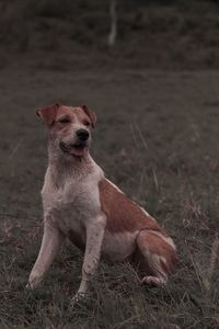 Brown dog sitting on field