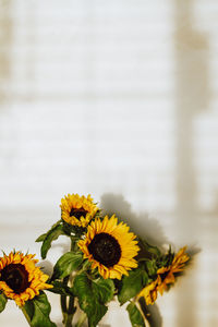 Close-up of yellow flowering plant