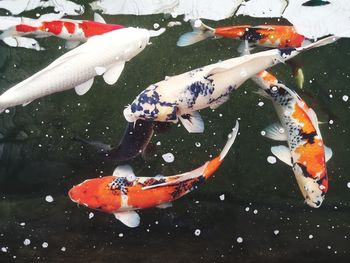 High angle view of koi carps swimming in pond