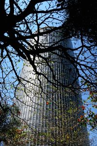 Low angle view of trees