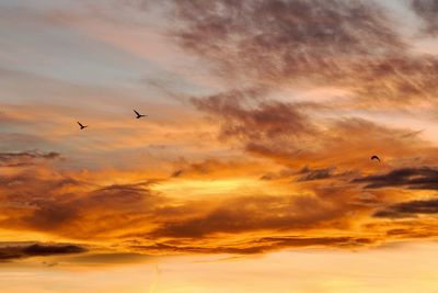 Low angle view of silhouette birds flying against dramatic sky