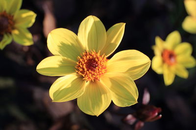 Close-up of yellow flowering plant