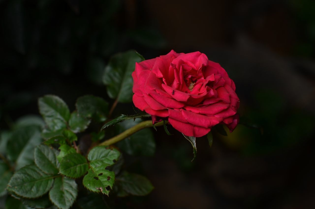 CLOSE-UP OF RED ROSE IN PLANT