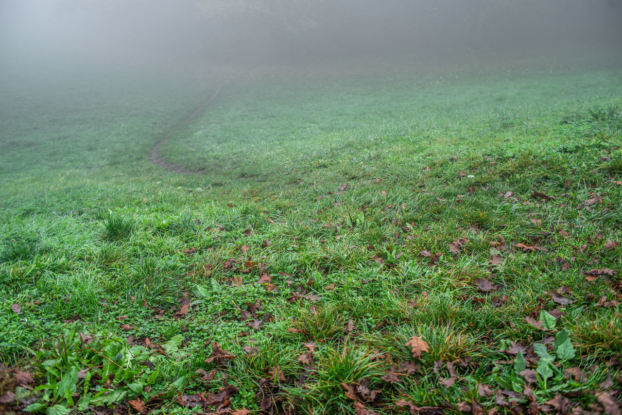 SCENIC VIEW OF LAND