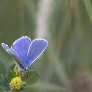 Close-up of butterfly pollinating on purple flower