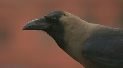 Close-up of a crow