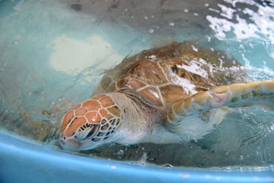 Close-up of turtle in sea