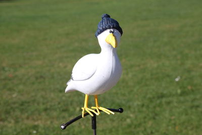 Bird perching on field