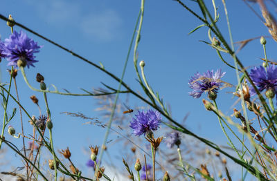Low angle view of flower tree against sky