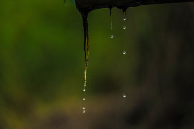 Close-up of water falling from plant 