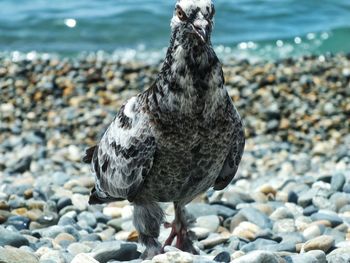 Close-up of seagull on rock at beach