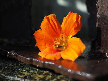 Close-up of orange flower
