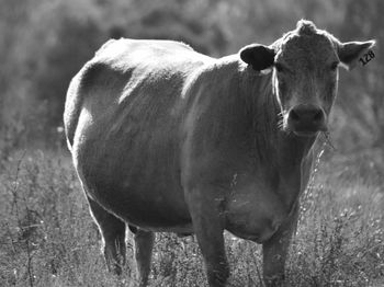 Portrait of cow standing on field