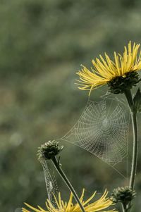 Close-up of dandelion