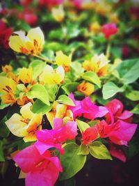 Close-up of pink flowers