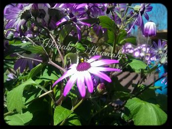 Close-up of purple flowers blooming outdoors