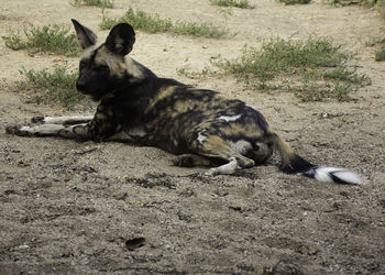 Black dog resting on field