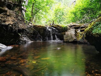 Scenic view of waterfall in forest