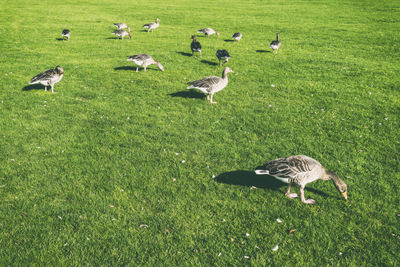 Ducks on grassy field