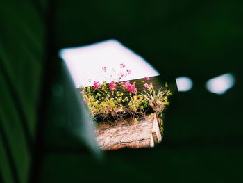 Close-up of pink flowering plant on field