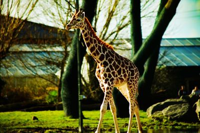 Ginger haired giraffe