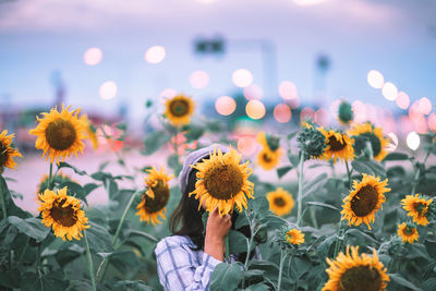 Close-up of sunflowers on flowering plant