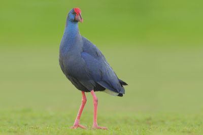 Close-up of bird perching on a field