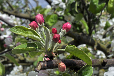 Close-up of plant against blurred background