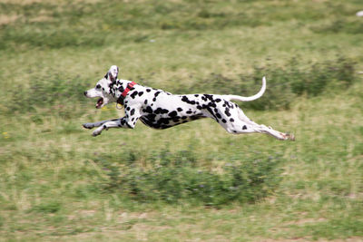 Dog running in grass