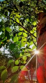 Low angle view of tree against sunlight