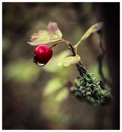 Close-up of red berries growing on plant