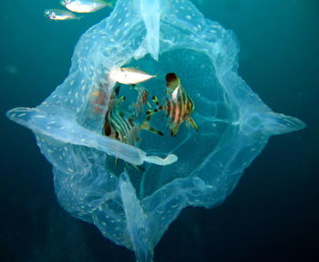 Fish swimming in sea